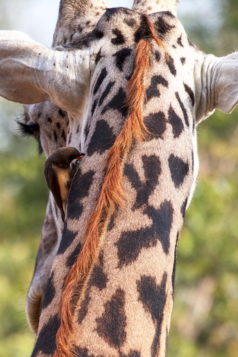 day, natural pattern, animal neck, animal body part, mammal, animal head, animal wildlife, south luangwa national park, animal themes, safari, vertebrate