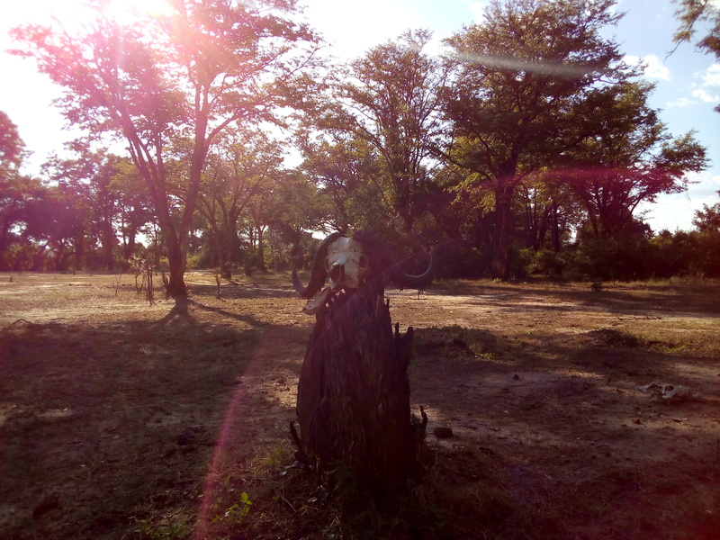 growth, tree trunk, no people, day, land, sky, trunk, cemetery, grave, plant, landscape, park, 2K, outdoors, tree, beauty in nature, skull, nature, luangwa
