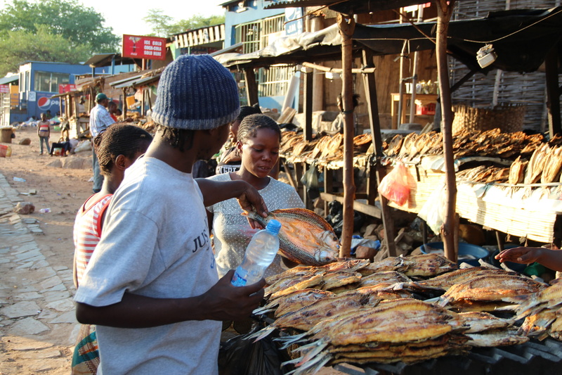 freshness, people, 5K, vertebrate, Fish, sale, men, dry fish, day, for sale, incidental people, retail display, luangwa, food, bakery, Africa, market stall