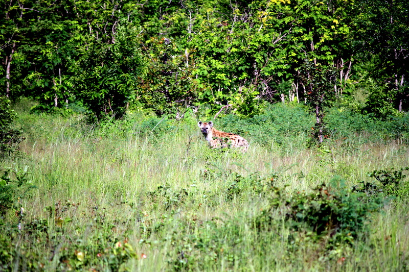 woodland, wildlife, plant, red fox, safari, mammal, undomesticated cat, outdoors, cheetah, coyote, fox, deer, animal, impala, land, nature, animals in the wild