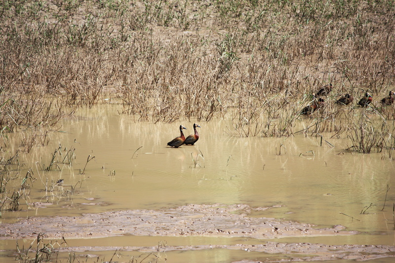 vegetation, animal wildlife, teal, plant, birds, bird, animals in the wild, day, high angle view, tranquility, lake, safari, reflection, swamp, duck, animal
