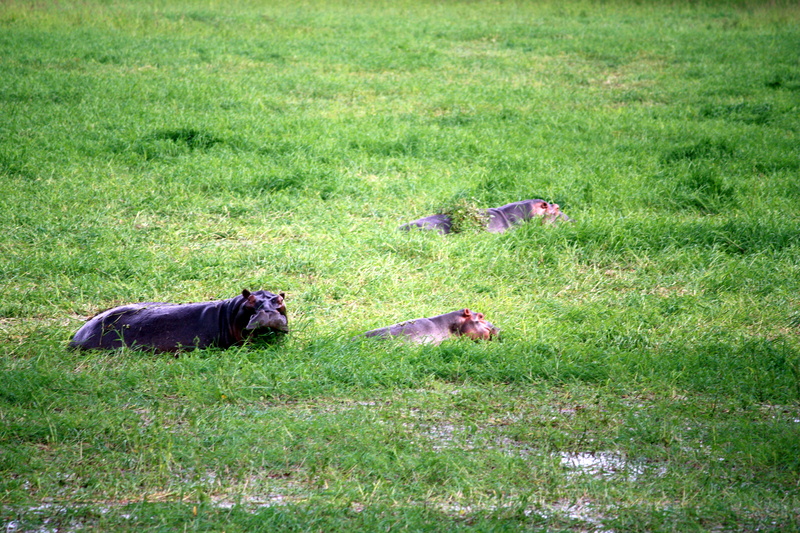 relaxation, land, bird, domestic animals, zambia, plant, green color, blossom, dog, field, cattle, no people, flower, nature, animal, safari, pets, day