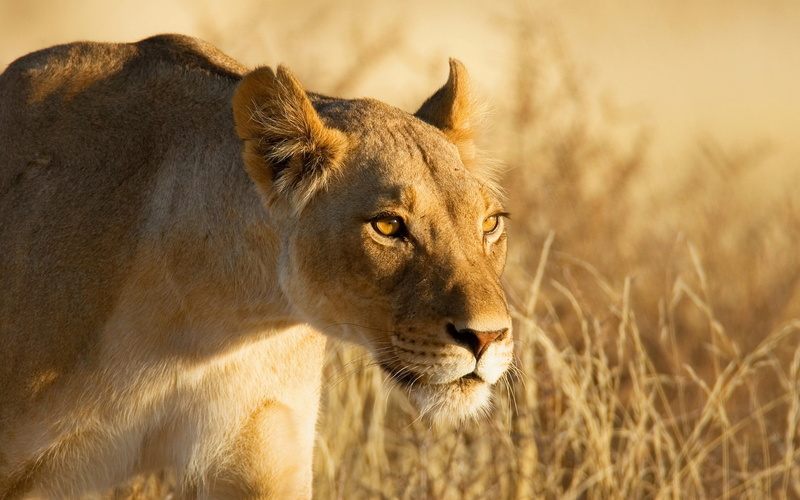 animals, wildlife, lion, 1080P