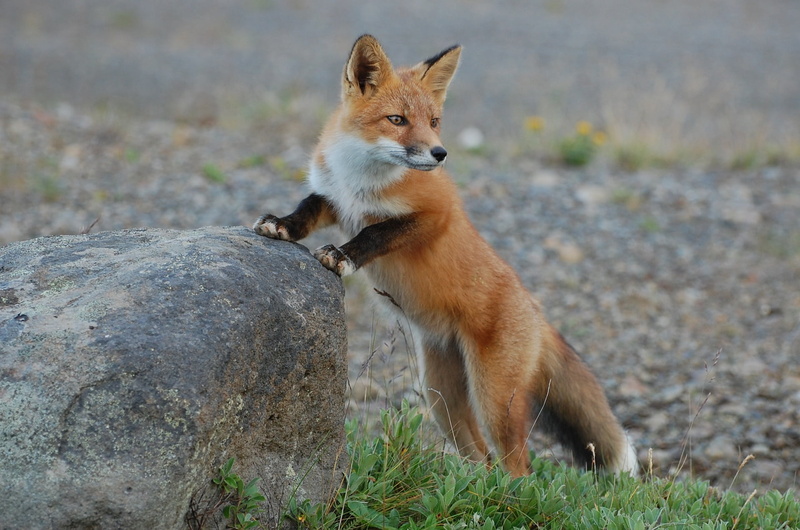 predator, vertebrate, one animal, portrait, cute, 1080P, hunter, outdoors, animal themes, animals in the wild, solid, animal, field, sitting, fox, animal wildlife