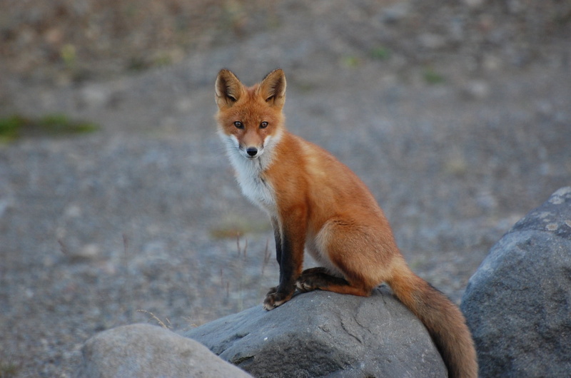 carnivore, fox, rock, vulpes vulpes, vertebrate, mammal, animals In The Wild, red Fox, animal wildlife, sitting, outdoors, hunter, wildlife, no people