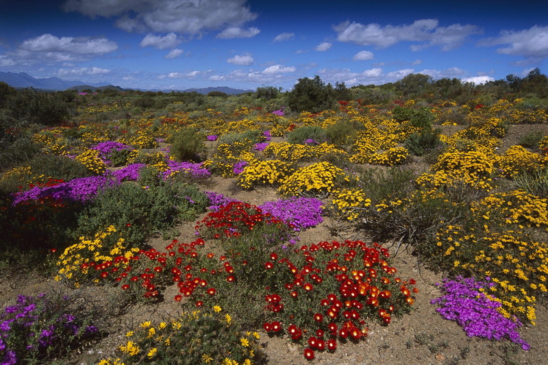 colour, cloud, bloom, 3d and abstract, desert, blooms, karoo, colorful, sand, africa, 1080P, flower, little, south