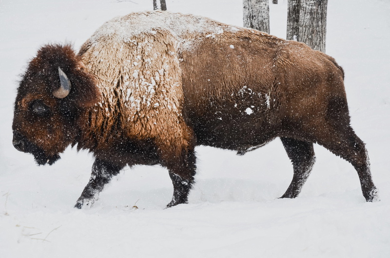 snowing, animal wildlife, day, ground, brown, white Bison, black and white, wilderness, animals in the wild, american bison, fur, bull, group of animals