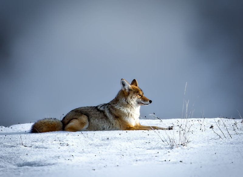coyote, nature, survival, fox, pets, animal wildlife, side view, hunting, wyoming, landscape, outdoors, cold temperature, domestic, no people, snow, snows