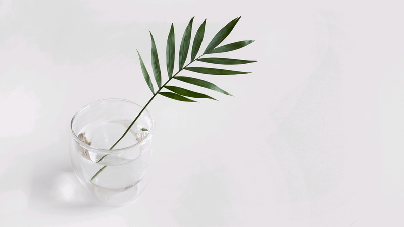 indoors, plant, close-up, still life photography, no people, food and drink, glass, refreshment, household equipment, glass - material, 4K, drink, studio shot