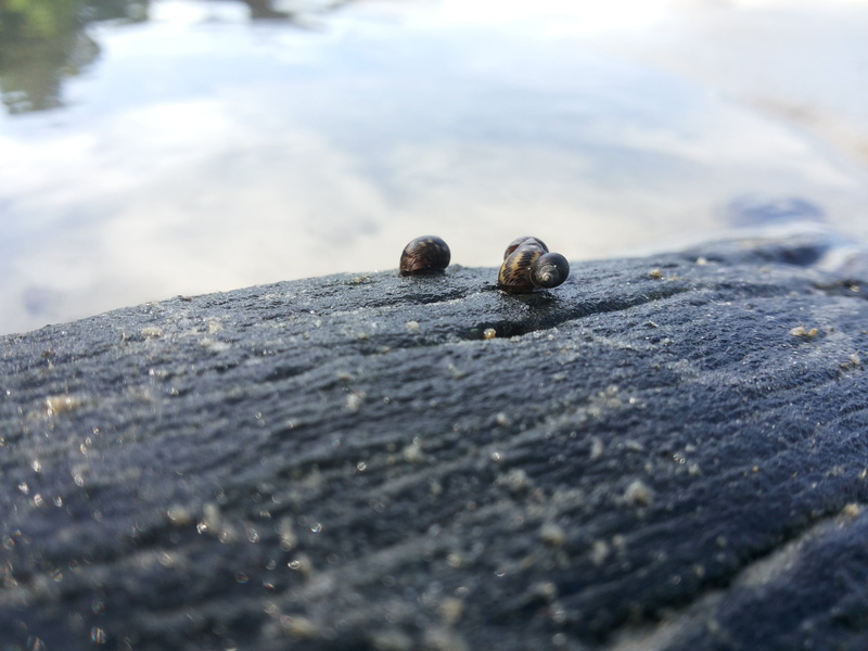 wood - material, animals, rough, animal, invertebrate, water, animal wildlife, port dickson, outdoors, rock - object, close-up, no people, surface level