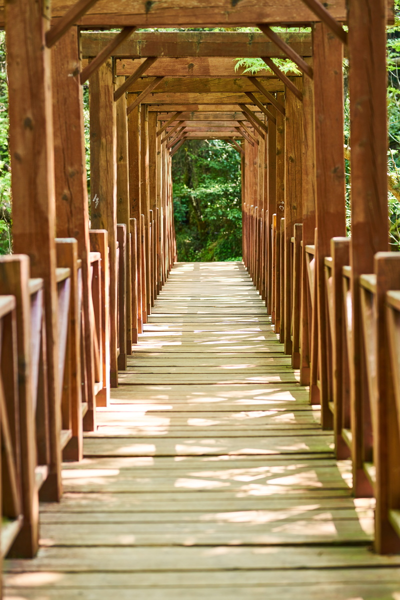 wood-fibre boards, park, sunlight, walk, architectural column, no people, atmosphere, nature, wood, summer, direction, transition, built structure, perspective