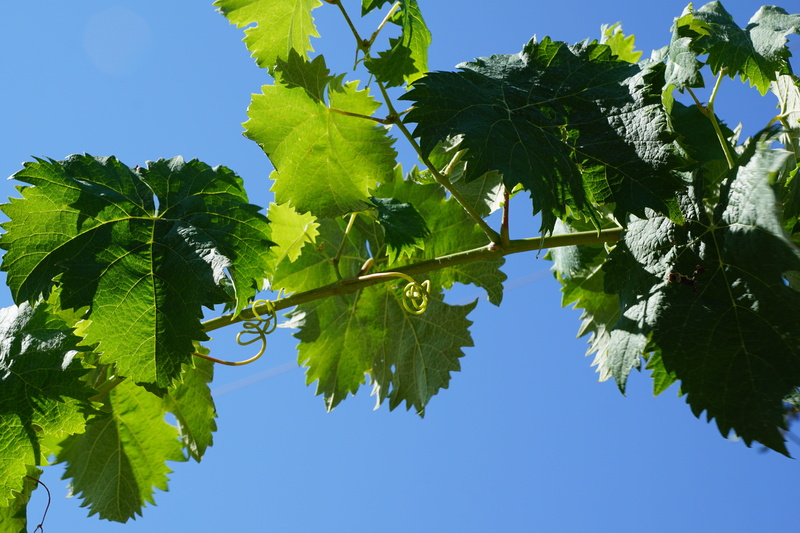outdoors, plant, harvest, food and drink, growth, freshness, italy, tuscany, leaf, surprise, autumn, dependency, active substance, no people, wine, spa