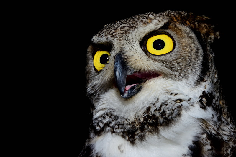 volatile, pens, flight, 5K, eye, night, tuscany, italy, animal wildlife, levigliani, tail, yellow eyes, ali, bird, looking, animal, animal body part, one animal