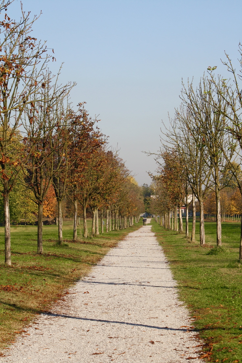 trees, tree, plant, day, nature, plants, viale, scenics - nature, in a row, forest, leaves, autumn, autumn woods, tranquil scene, walk, treelined, the way forward