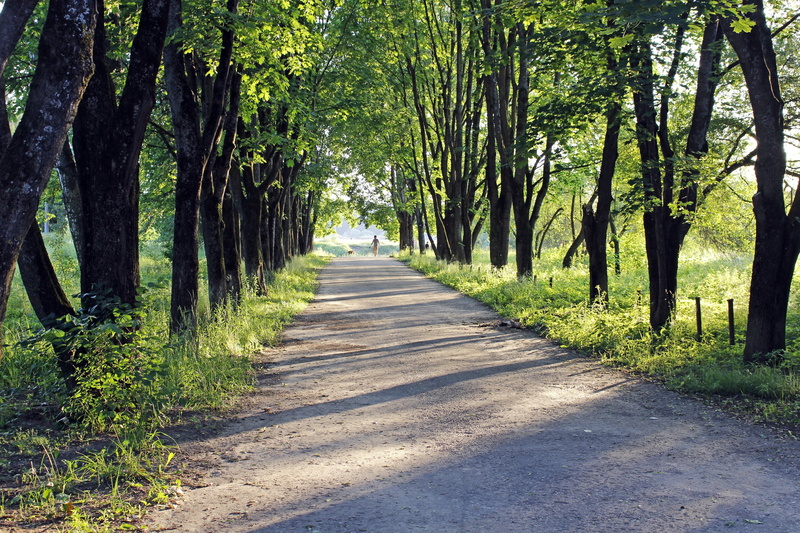 few people, river, outdoors, evening, tranquil scene, 2K, sunny, tranquility, transportation, tree, park, track, road, shadow, beauty in nature, alley