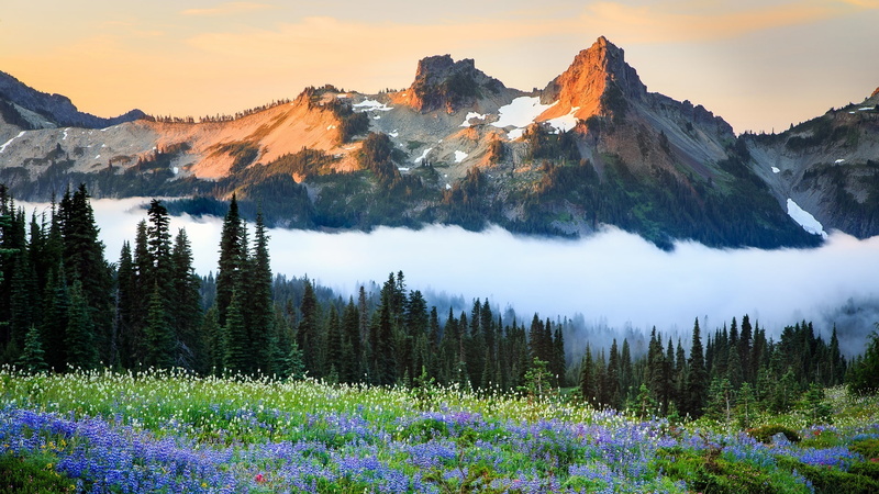 1080P, mountain range, mountain, usa, united states, tatoosh range, washington, wildflowers