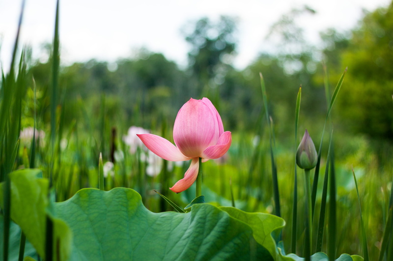 pink, plant part, beauty in nature, lotus water lily, outdoors, freshness, flower, united states, garden, plant, vulnerability, pink color, lotus, petals