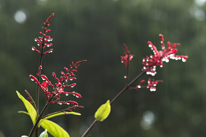 leaf, nature, water, long exposure, no people, focus on foreground, united states, water drops, freshness, rain, plant part, beauty in nature, selective focus