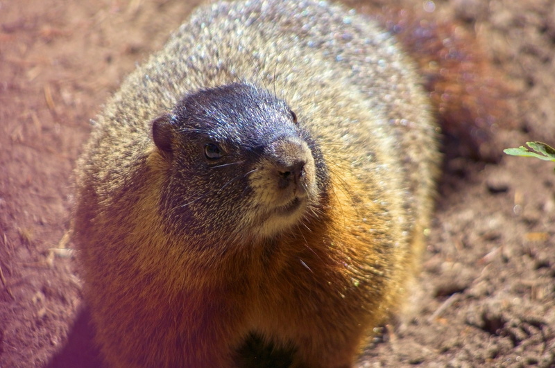 animal, fur, one animal, brown, high angle view, mammal, furry, cute, animal themes, alpine, wildlife, 2K, day, string lake trail, wyoming, looking, nature
