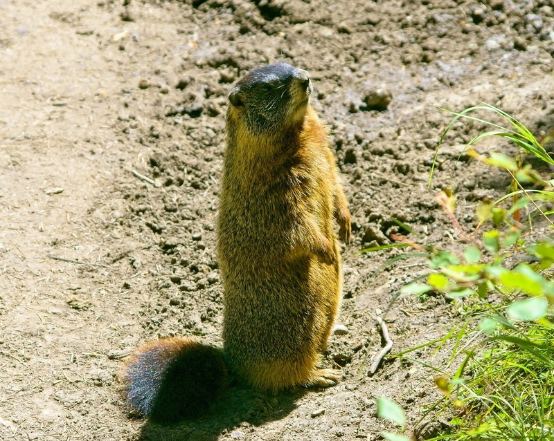 nature, grand teton rock chuck, wildlife, grand teton national park, yellow-bellied marmot, furry, mammal, rodent, animal wildlife, plant, no people, day