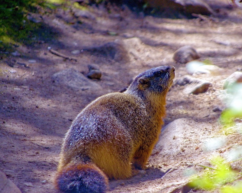 wyoming, close-up, vertebrate, furry, selective focus, grand teton yellow-bellied marmot, sunlight, herbivorous, string lake trail, rodent, outdoors, animal themes