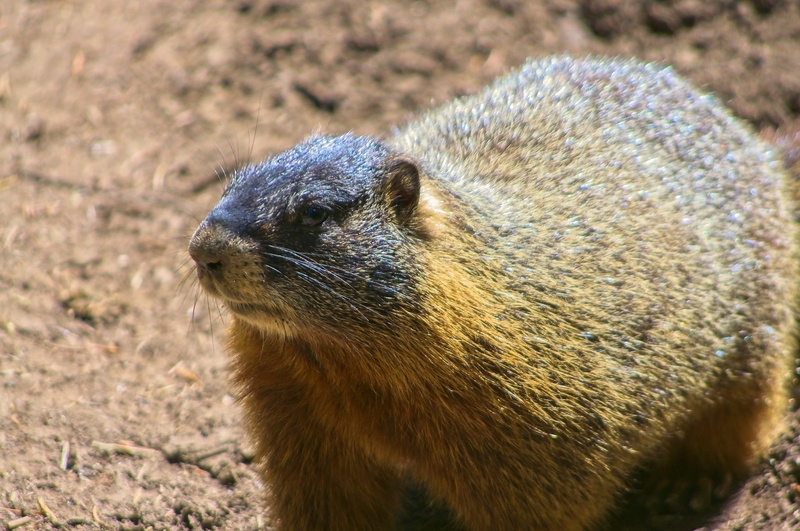 rock chuck, land, vertebrate, yellow-bellied marmot, marmot, mammal, sunlight, fur, wyoming, nature, marmota flaviventris, cute, wildlife, animal wildlife