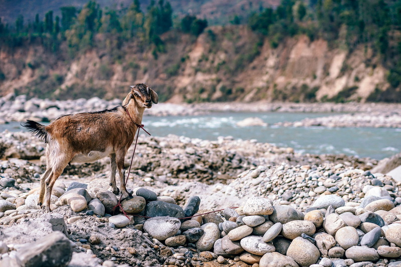 stone, stone - object, pasture, livestock, animal themes, domestic, 4K, landscape, mammal, look, sea, outdoors, river, land, rock - object, goods, summer
