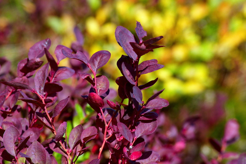 plant part, burgundy, colorful, petal, flower head, color, inflorescence, fragility, fall, maroon, outdoors, flowering plant, string lake fall color, close-up