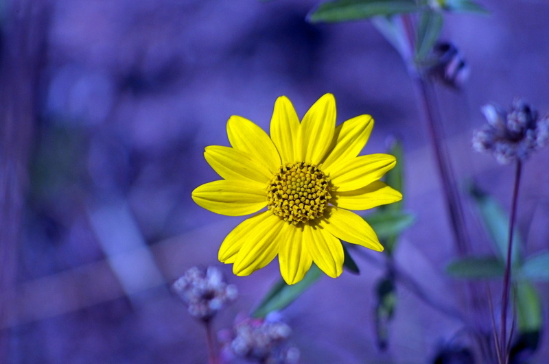 petal, flora, color, vulnerability, spring, yellow, 2K, freshness, pollen, growth, springtime, outdoors, plant, flowering plant, fragility, sunflower
