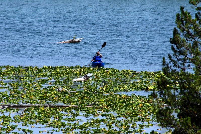 vertebrate, animal wildlife, blue, leisure activity, men, plant, bird, string lake, beauty in nature, calm, real people, lake, animals in the wild, kayak