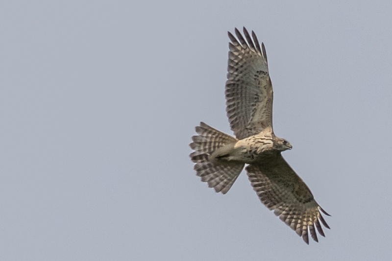 spread wings, day, copy space, bird of prey, 5K, no people, birding, animal, nature, motion, animal body part, nj, one animal, clear sky, flying, outdoors