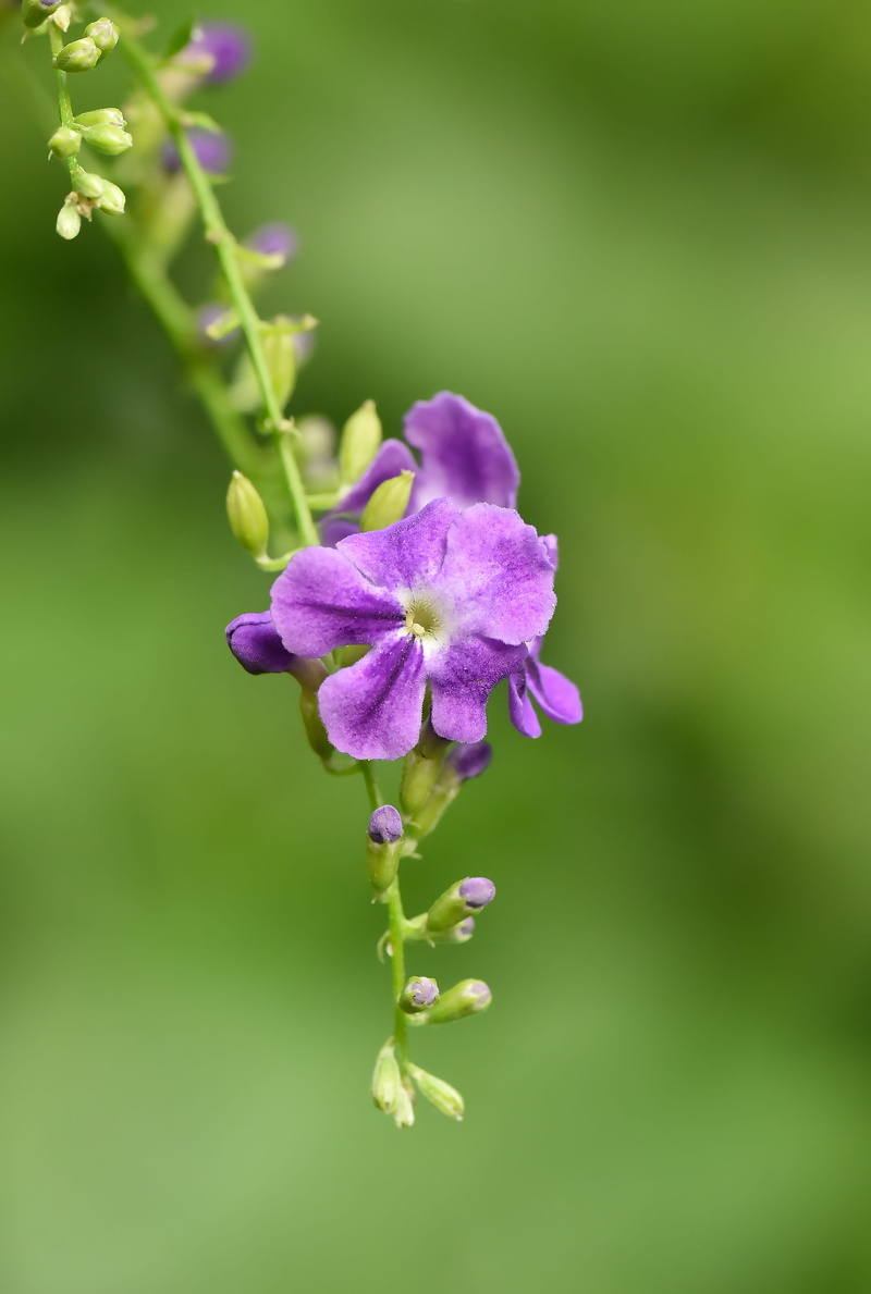 selective focus, lilac, green color, doğa, focus on foreground, yeşil, no people, 4K, flower head, flowering plant, outdoors, freshness, purple