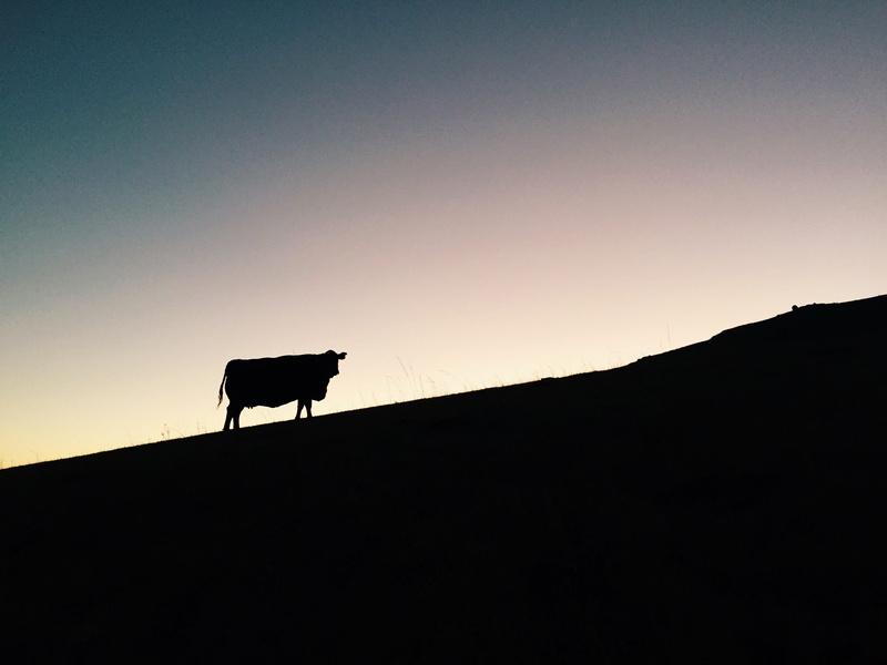 domestic animals, domestic, clear sky, environment, mammal, copy space, slo, pets, herbivorous, california, pastoral, outdoors, sunset, agrarian, nature