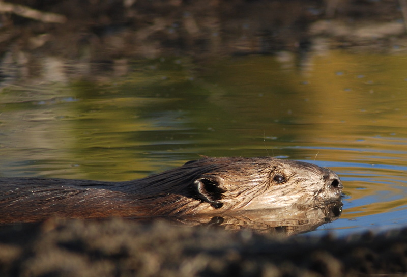 photography, rodent, head, day, brown, animal body part, animal wildlife, builder, vertebrate, selective, animal head, otter, mammal, swimming, underwater