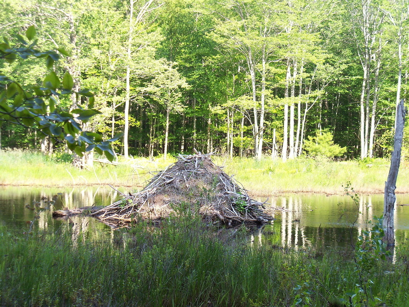 green color, nature, growth, beaver, outdoors, brook, stream, non-urban scene, plant, beaver lodge, scenics - nature, land, wood, swamp, marsh, meadow
