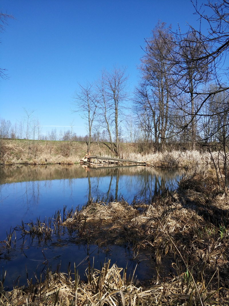 lake, reflection, sorry beaver, water, 4K, landscape, plant, reeds, no people, grass, non-urban scene, sky, swamp, outdoors, clear sky, beaver, nature