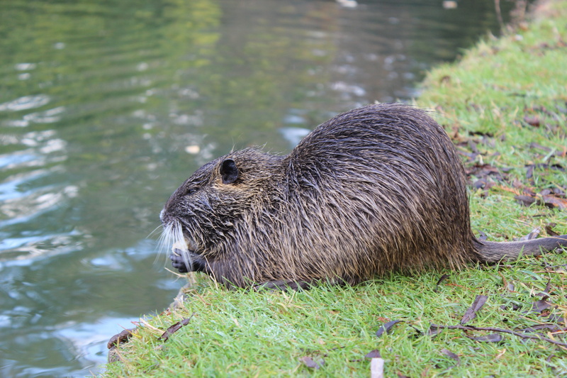 vertebrate, pond, swimming, underwater, rodent, animal, mammal, animal wildlife, water, outdoors, animals in the wild, 5K, lake, wet, beaver, no people