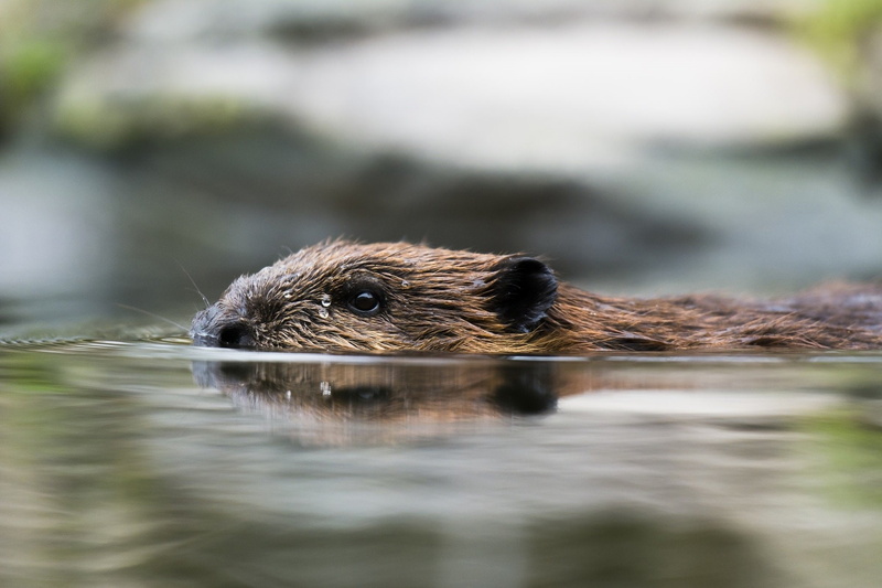 pond, 1080P, profile, Beaver, Rodent, Swimming
