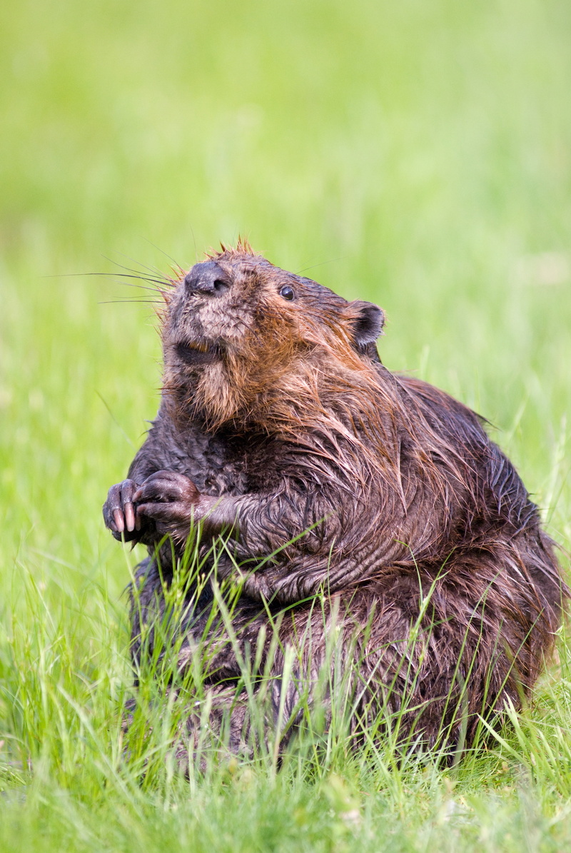 animal wildlife, aquatic, one animal, young animal, day, portrait, wildlife, wild, fur, land, brown, 4K, no people, close-up, beaver, mammal, pond, wet