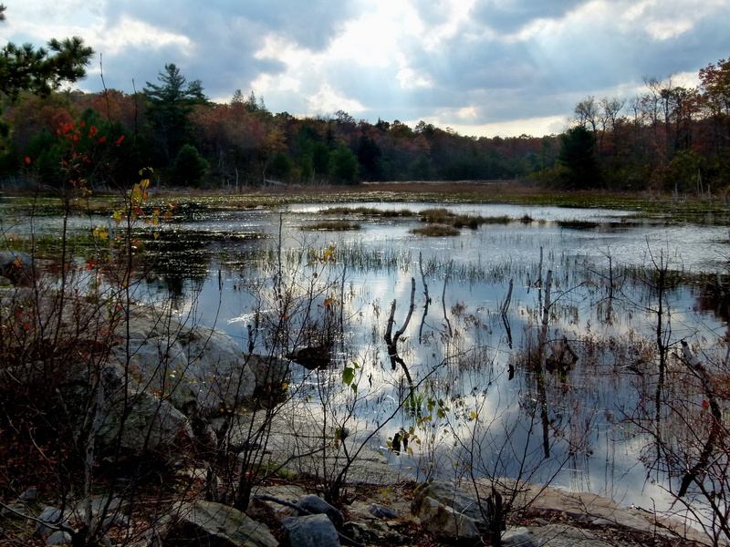 tranquil scene, scenics - nature, water, day, tree, cloud - sky, swamp, no people, beaver, nature, reflection, lake, 4K, pond, forest, non-urban scene