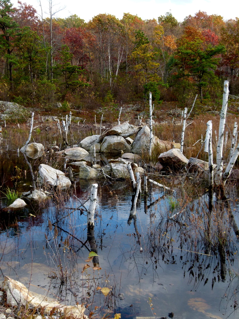 waterfront, non-urban scene, tranquil scene, nature, beaver work, forest, outdoors, pond, grass, swamp, lake, growth, 4K, beauty in nature, land, no people