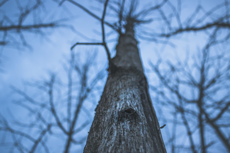 5K, tree, trunk, scenics - nature, no people, nature, macro, wood - material, plant, jungle, outdoors, focus on foreground, bare tree, forest, tree trunk