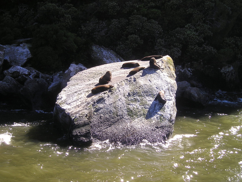 no people, outdoors, fiordland, rock, seals, water, nature, 1080P, solid, waterfront, sunlight, beauty in nature, new zealand, south island, animal, day