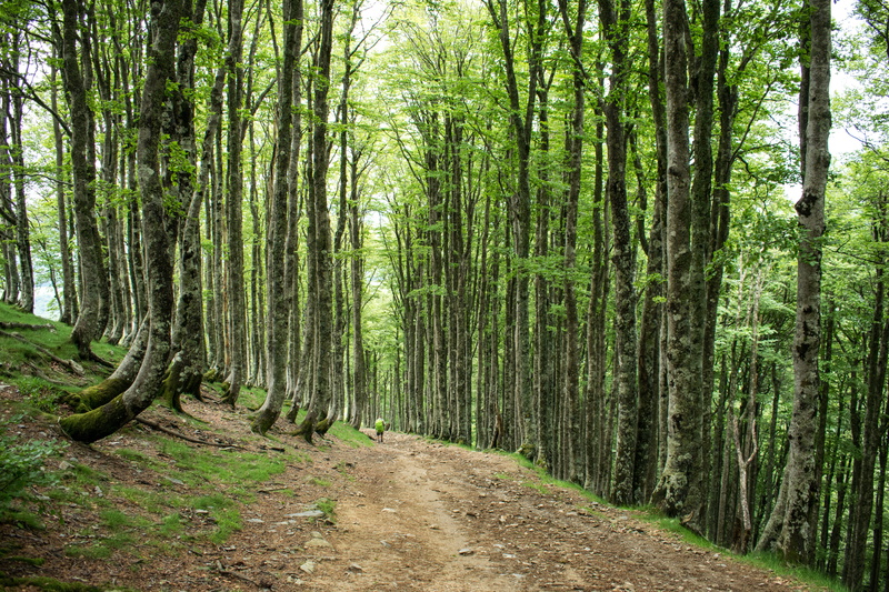 mountaineering, Path, tree, backpackers, holidays, places, quiet, tourism, bamboo - plant, 5K, vista, direction, tree trunk, tranquility, footpath, backpacking