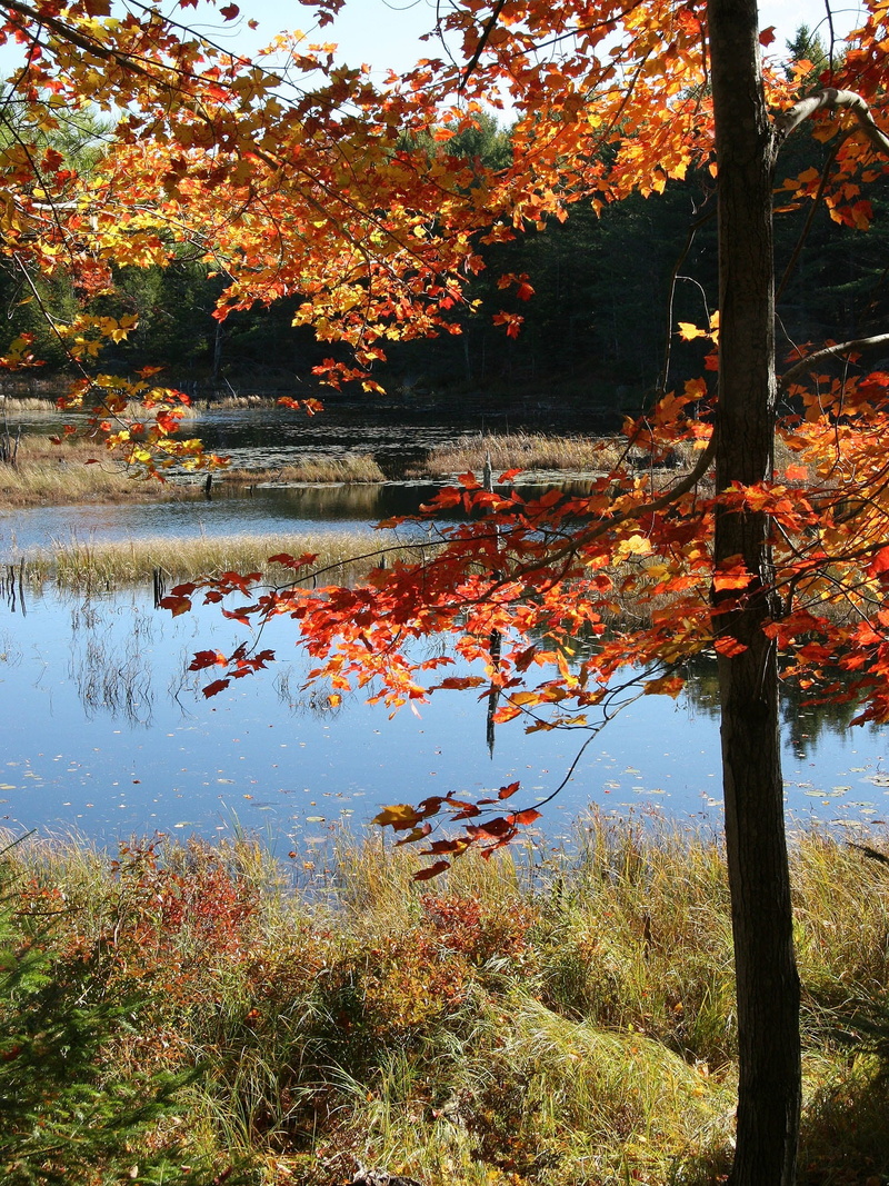 countryside, forest, tranquility, tree, non-urban scene, tranquil scene, reflection, colorful, water, beauty in nature, land, 1080P, growth, country, maine