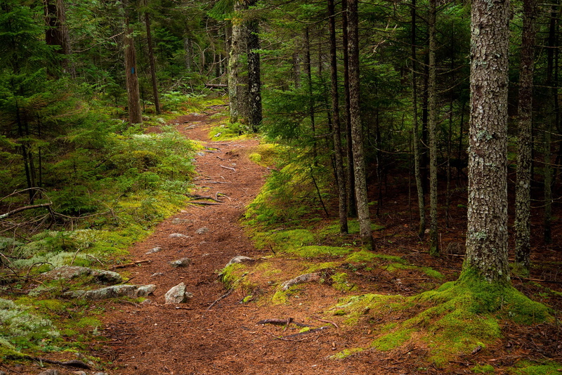 trees, Acadia National Park, Man, path, 1080P, Maine, forest