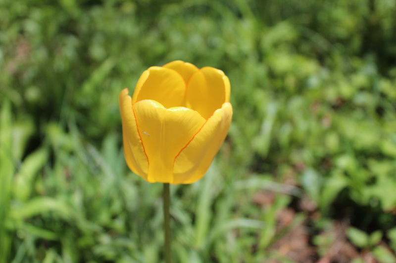 outdoors, garden, day, colorful, flower head, close-up, inflorescence, spring, gardening, flower, nature, yell, fragility, growth, tulip, tulips, beauty in nature