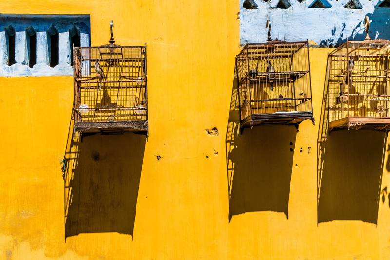 building exterior, close-up, jaula, sunny, yell, in a row, pet, urban, texture, window, three, security, no people, day, architecture, birds, sunlight