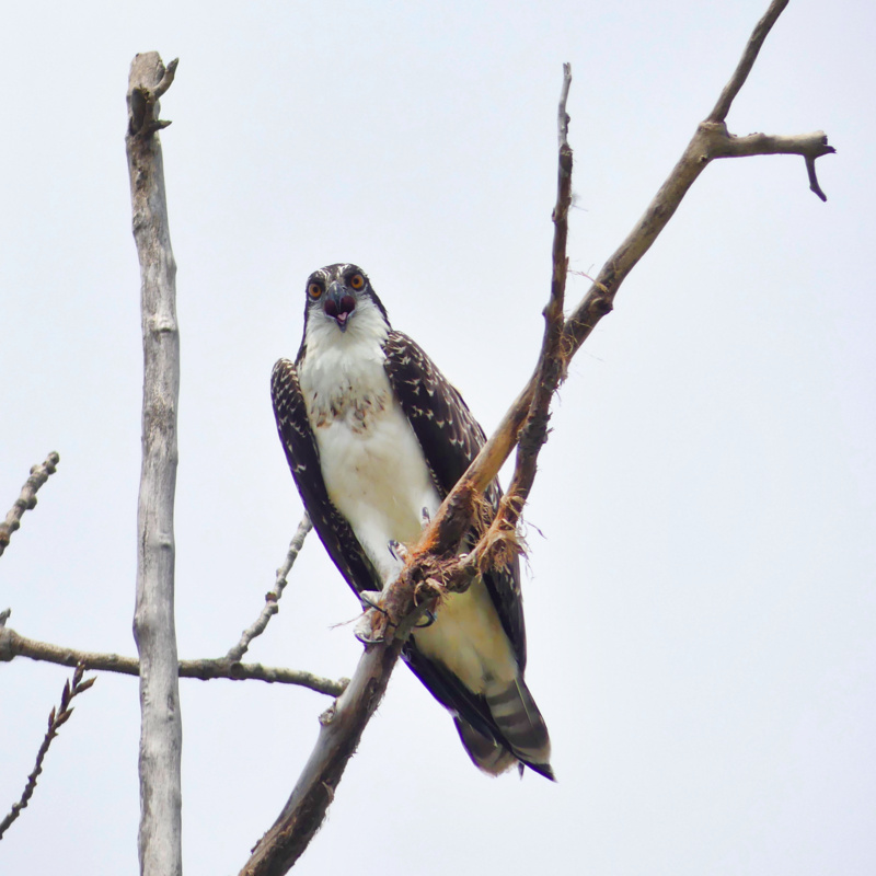 animals in the wild, bird, animal, day, plant, bird of prey, animal themes, white, vertebrate, perching, clear sky, animal wildlife, nature, osprey, trree