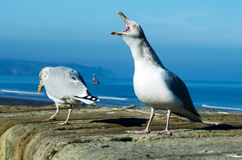 no people, sea Bird, land, focus on foreground, Bird, vertebrate, wildlife, group of animals, coastline, mouth open, scream, outdoors, animal, Seagull
